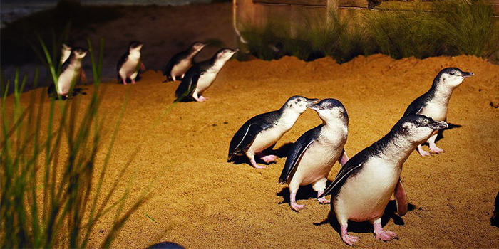 Victoria is home to these lovely little penguins!