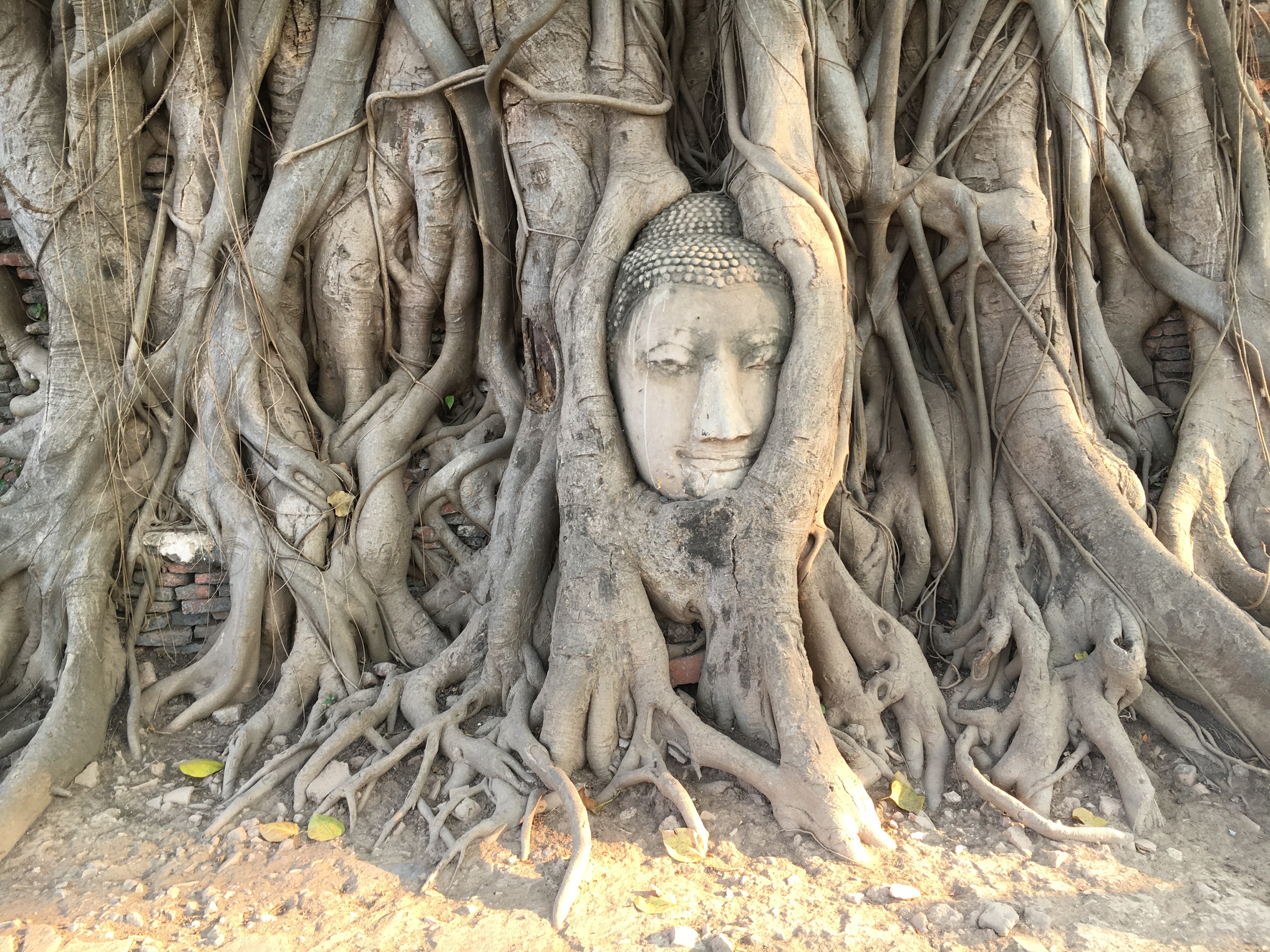 The Bodhi Tree