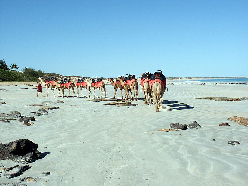 camel ride cable beach